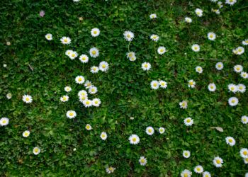 Una tranquila mañana de primavera: un paseo a la parcela