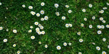 Una tranquila mañana de primavera: un paseo a la parcela