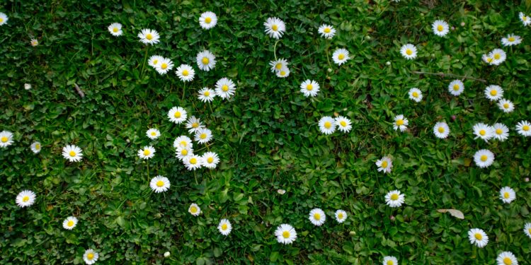 Una tranquila mañana de primavera: un paseo a la parcela