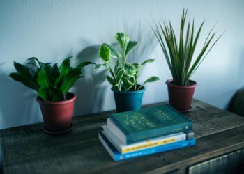 Desbloqueando los secretos para prosperar con Gynura Aurantiaca: Una guía completa para el cuidado y cultivo