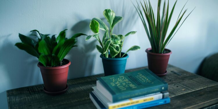 Desbloqueando los secretos para prosperar con Gynura Aurantiaca: Una guía completa para el cuidado y cultivo