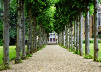 Primavera en el huerto de parcela