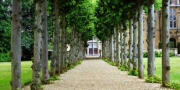 Primavera en el huerto de parcela