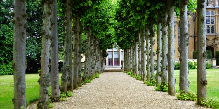 Primavera en el huerto de parcela
