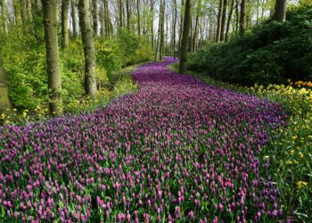 Un Llamado Suave para la Renovación del Jardín