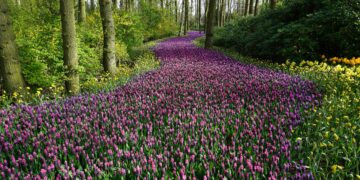 Un Llamado Suave para la Renovación del Jardín
