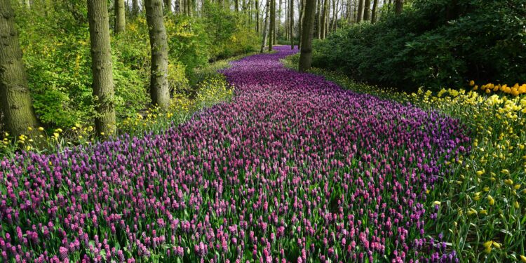 Un Llamado Suave para la Renovación del Jardín
