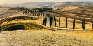 Desentrañando los Encantos del Barolo y los Trufas Blancas